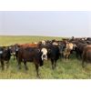 Image 4 : Tee Two Land & Cattle Co. - 770# September Grass Heifers - 80 Head (Kelliher, SK) VBP+