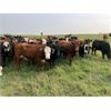Image 5 : Tee Two Land & Cattle Co. - 770# September Grass Heifers - 80 Head (Kelliher, SK) VBP+