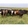 Image 6 : Tee Two Land & Cattle Co. - 770# September Grass Heifers - 80 Head (Kelliher, SK) VBP+