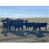 Image 5 : Wintering Hills Colony - 625# Heifer Calves - 100 Head (Hussar, AB)