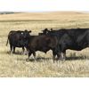 Image 2 : Wintering Hills Colony - 675# Steer Calves - 90 Head (Hussar, AB)