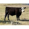 Image 5 : Wintering Hills Colony - 675# Steer Calves - 90 Head (Hussar, AB)