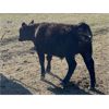 Image 6 : Wintering Hills Colony - 675# Steer Calves - 90 Head (Hussar, AB)