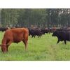 Image 4 : K6 Farms - 975# September Grass Steers - 245 Head (Winfield, AB)