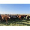 Image 5 : Sandy Loree - 900# September Grass Heifers - 60 Head (Olds, AB)