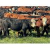 Image 2 : 43 Ranch Ltd. - 920# September Grass Steers - 134 Head (Sundre, AB)