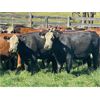 Image 5 : 43 Ranch Ltd. - 920# September Grass Steers - 134 Head (Sundre, AB)