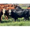 Image 9 : 43 Ranch Ltd. - 920# September Grass Steers - 134 Head (Sundre, AB)