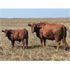 Image 2 : Gadsby Farming Co. Ltd. - 630# Steer Calves - 100 Head (Stettler, AB)