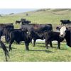 Image 7 : George Ranching - 580# Steer Calves - 100 Head (Marwayne, AB)