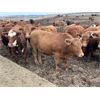 Image 2 : Rocky Butte Ranches - 1025# Yearling Steers - 115 Head (Cochrane, AB)