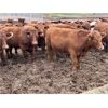 Image 5 : Rocky Butte Ranches - 1025# Yearling Steers - 115 Head (Cochrane, AB)