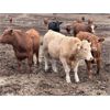 Image 6 : Rocky Butte Ranches - 1025# Yearling Steers - 115 Head (Cochrane, AB)