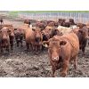 Image 7 : Rocky Butte Ranches - 1025# Yearling Steers - 115 Head (Cochrane, AB)