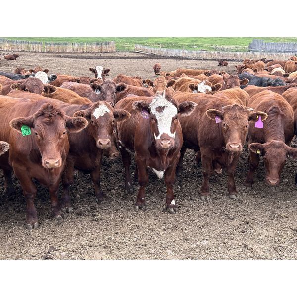 Standing Butte Ranch Rocky Butte Ranches - 940# Yearling Steers - 200 Head (Cochrane, AB ...