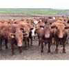 Image 2 : Rocky Butte Ranches - 940# Yearling Steers - 200 Head (Cochrane, AB)