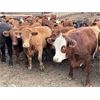 Image 3 : Rocky Butte Ranches - 940# Yearling Steers - 200 Head (Cochrane, AB)