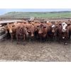 Image 4 : Rocky Butte Ranches - 940# Yearling Steers - 200 Head (Cochrane, AB)