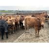 Image 5 : Rocky Butte Ranches - 940# Yearling Steers - 200 Head (Cochrane, AB)