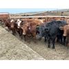 Image 6 : Rocky Butte Ranches - 940# Yearling Steers - 200 Head (Cochrane, AB)