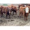 Image 7 : Rocky Butte Ranches - 940# Yearling Steers - 200 Head (Cochrane, AB)