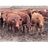 Image 8 : Rocky Butte Ranches - 940# Yearling Steers - 200 Head (Cochrane, AB)