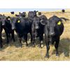 Image 2 : Boggy Springs Ranch - 950# September Grass Heifers - 106 Head (Maple Creek, SK)