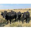 Image 3 : Boggy Springs Ranch - 950# September Grass Heifers - 106 Head (Maple Creek, SK)