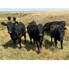Image 4 : Boggy Springs Ranch - 950# September Grass Heifers - 106 Head (Maple Creek, SK)