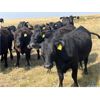 Image 5 : Boggy Springs Ranch - 950# September Grass Heifers - 106 Head (Maple Creek, SK)