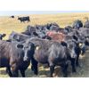 Image 6 : Boggy Springs Ranch - 950# September Grass Heifers - 106 Head (Maple Creek, SK)