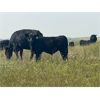 Image 2 : Andrew Cattle Co. - 650# Steer Calves - 90 Head (Regina, SK)