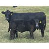 Image 3 : Andrew Cattle Co. - 650# Steer Calves - 90 Head (Regina, SK)
