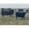 Image 4 : Andrew Cattle Co. - 650# Steer Calves - 90 Head (Regina, SK)