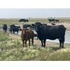 Image 5 : Andrew Cattle Co. - 650# Steer Calves - 90 Head (Regina, SK)