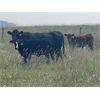 Image 6 : Andrew Cattle Co. - 650# Steer Calves - 90 Head (Regina, SK)