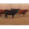 Image 1 : 20/20 Ranching Ltd. - 986# Yearling Heifers - 50 Head (Midale, SK) *PAY WEIGHT*