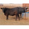Image 2 : 20/20 Ranching Ltd. - 986# Yearling Heifers - 50 Head (Midale, SK) *PAY WEIGHT*