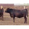 Image 3 : 20/20 Ranching Ltd. - 986# Yearling Heifers - 50 Head (Midale, SK) *PAY WEIGHT*