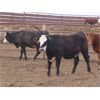 Image 4 : 20/20 Ranching Ltd. - 986# Yearling Heifers - 50 Head (Midale, SK) *PAY WEIGHT*