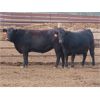 Image 5 : 20/20 Ranching Ltd. - 986# Yearling Heifers - 50 Head (Midale, SK) *PAY WEIGHT*