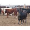 Image 6 : 20/20 Ranching Ltd. - 986# Yearling Heifers - 50 Head (Midale, SK) *PAY WEIGHT*