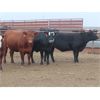 Image 1 : 20/20 Ranching Ltd. - 923# Yearling Heifers - 128 Head (Midale, SK) *PAY WEIGHT*
