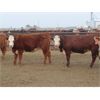 Image 2 : 20/20 Ranching Ltd. - 923# Yearling Heifers - 128 Head (Midale, SK) *PAY WEIGHT*