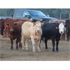 Image 3 : 20/20 Ranching Ltd. - 923# Yearling Heifers - 128 Head (Midale, SK) *PAY WEIGHT*