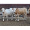 Image 4 : 20/20 Ranching Ltd. - 923# Yearling Heifers - 128 Head (Midale, SK) *PAY WEIGHT*