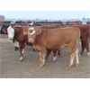 Image 5 : 20/20 Ranching Ltd. - 923# Yearling Heifers - 128 Head (Midale, SK) *PAY WEIGHT*