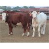 Image 6 : 20/20 Ranching Ltd. - 923# Yearling Heifers - 128 Head (Midale, SK) *PAY WEIGHT*