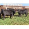 Image 2 : David Garvey - 954# Yearling Steers - 40 Head (Wapella, SK) *PAY WEIGHT*
