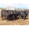 Image 3 : David Garvey - 954# Yearling Steers - 40 Head (Wapella, SK) *PAY WEIGHT*